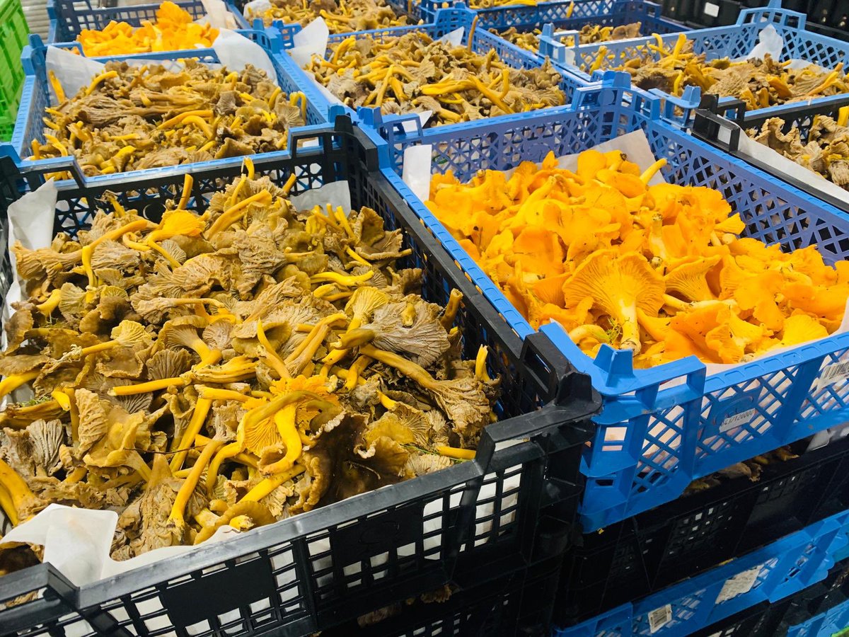 wellocksfood's tweet photo. Stunning foraged mushrooms arriving this morning 🔥 https://t.co/dwgNkeTaIn