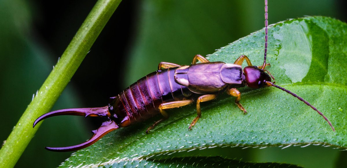Earwigs are much maligned and my intent with this thread is to spread some information and appreciation!Let’s start by clearing something up:Earwigs do NOT burrow into your ears to lay their eggs or eat your brain!