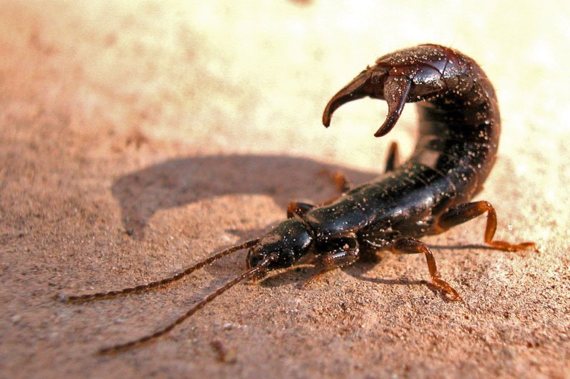 No one is quite sure how this ridiculous myth started, but earwigs are mainly harmless creatures that don’t bite or sting, but they can give a pinch with their cerci (butt pincers) if they feel threatened.