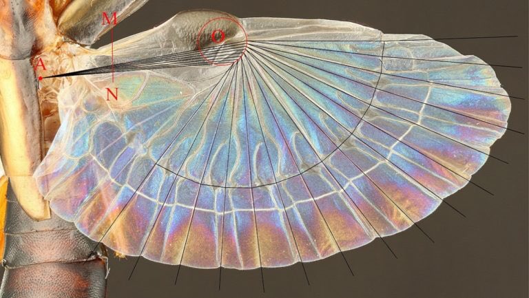 These wings are intricate in their venation and the compact way in which they fold is of interest to many scientists who seek to replicate the method for technology and engineering.