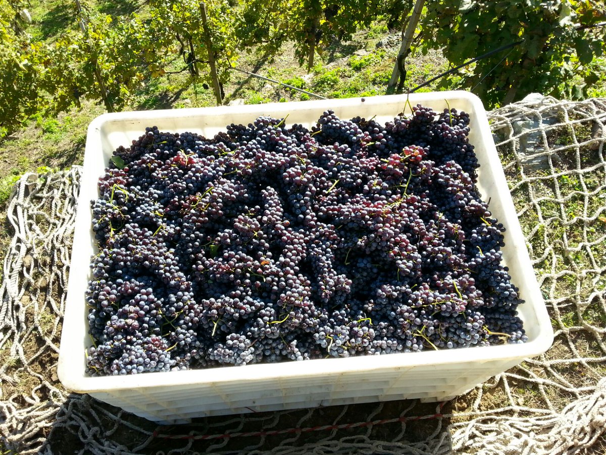 RainoldiVini's tweet photo. Diceva un giorno il pero all'uva; “Oh, disgraziata, tu morirai schiacciata!” L'uva rispose; “È vero: ma all'uom che mi calpesta fo poi girar la testa”. ... ottobre in Valtellina 😁🍇🍷 ❤️ https://t.co/6qo8yoEEUF