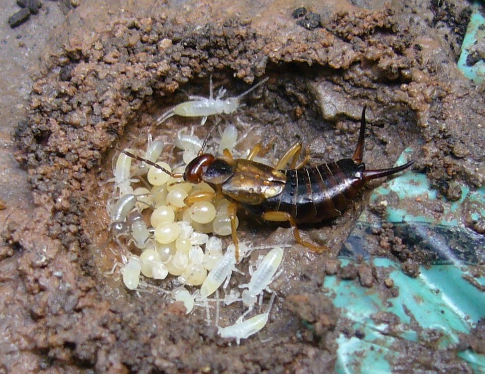 Female earwigs stand apart from most other insects by being attentive mothers who fiercely protect and meticulously clean their eggs/offspring. Studies have even shown that earwigs raised without mothers don’t seem to make very good parents themselves!