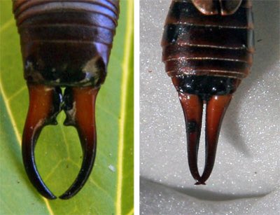 Earwigs display sexual dimorphism in their cerci with females having less curved pincers than the males. The cerci are theorized to perform a variety of functions such as deterring predators, obtaining mates, capturing/holding prey, and helping in the unfolding of their wings.
