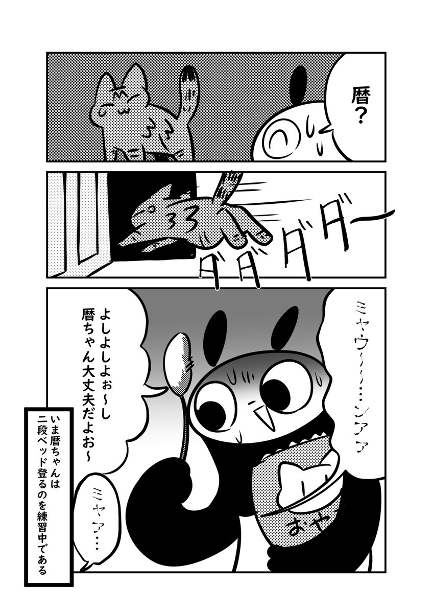 良かれと思って猫に二段ベットを与えたら格差が生まれてしまった話(2/2) 