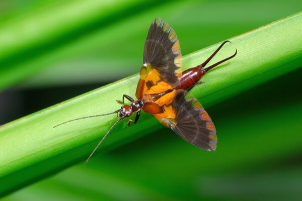 Earwigs are primarily nocturnal and feed on decaying vegetation and small insects and are beneficial to the health of the environment. If you happen to see one on a nightime stroll, be sure to take a closer look! They’re quite the fascinating little creatures.