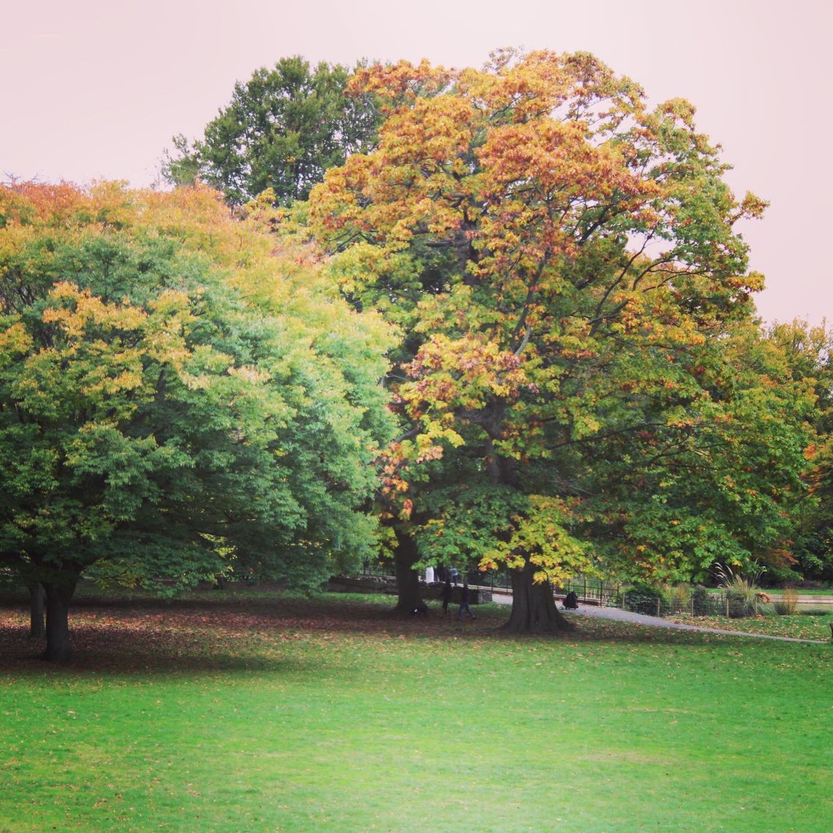 MelLawston's tweet photo. Pretty autumn scenery in Gunnersbury park https://t.co/8uznTyswbQ