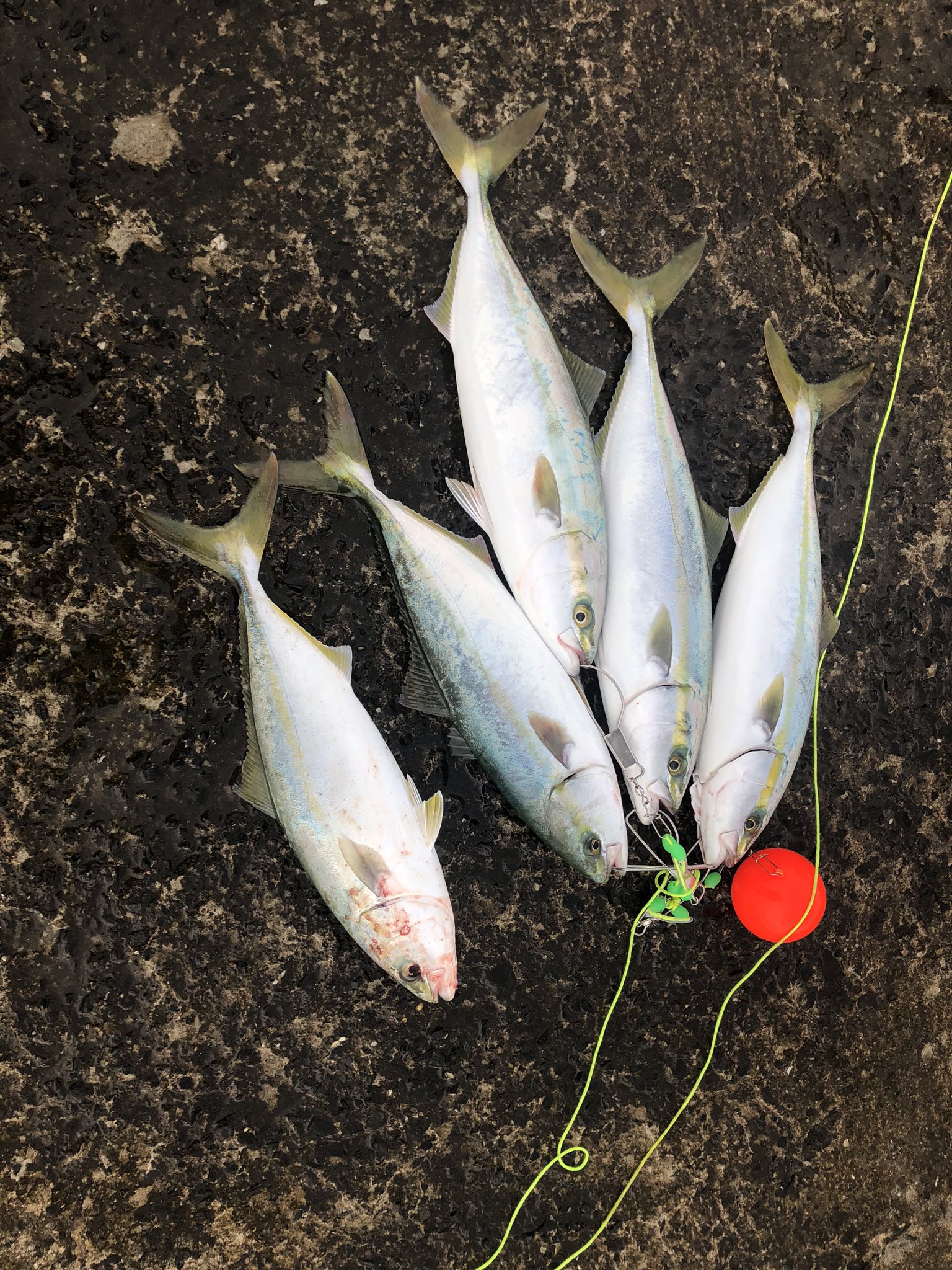 田中可夢偉 本日もサゴシ サワラ不在 イナダのみ数は出たがサイズが微妙 平日なのに人多目でした 青物 鹿島灘 鹿島港 T Co Kmlw3eiwct Twitter