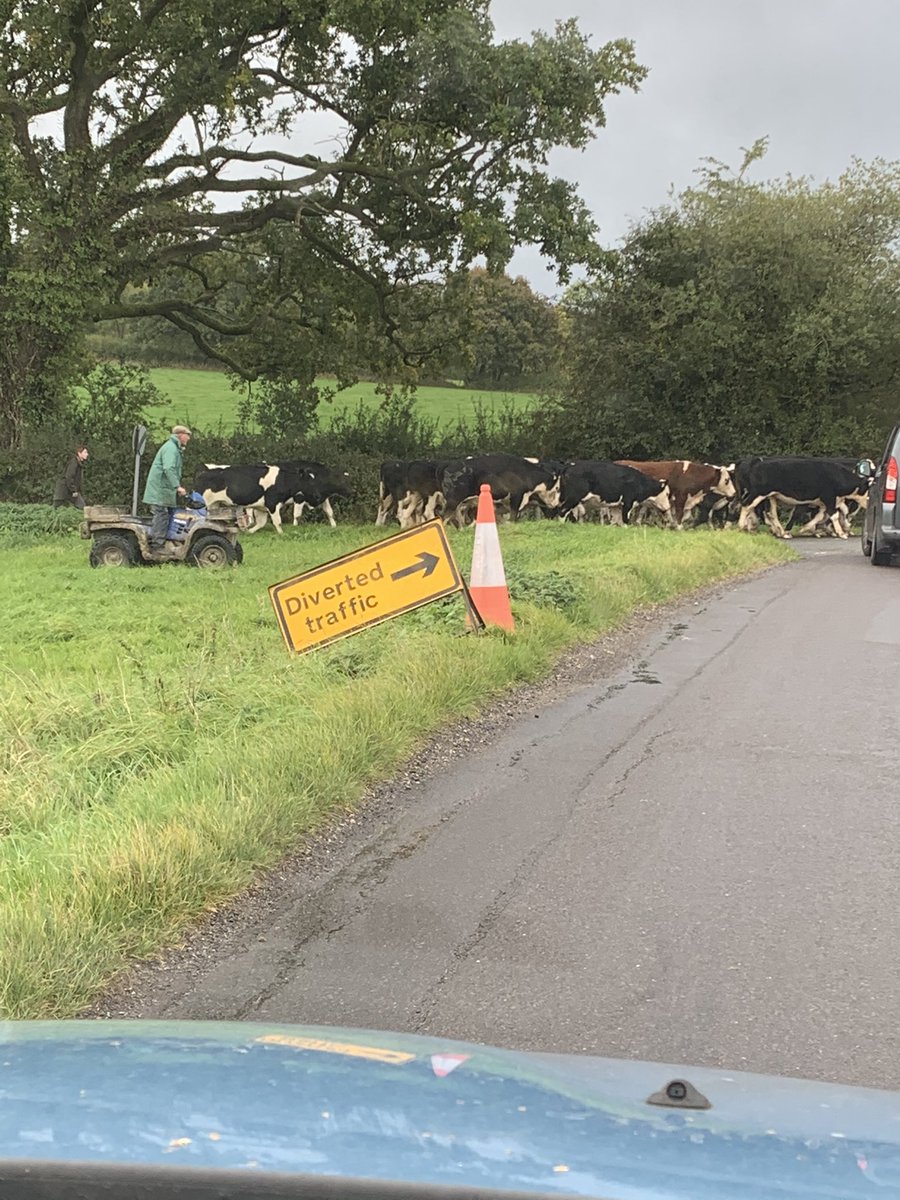 rhubarb2rhubarb's tweet photo. Follow the rules. #cows #Semley #Dorset https://t.co/qOwZWc0JJh