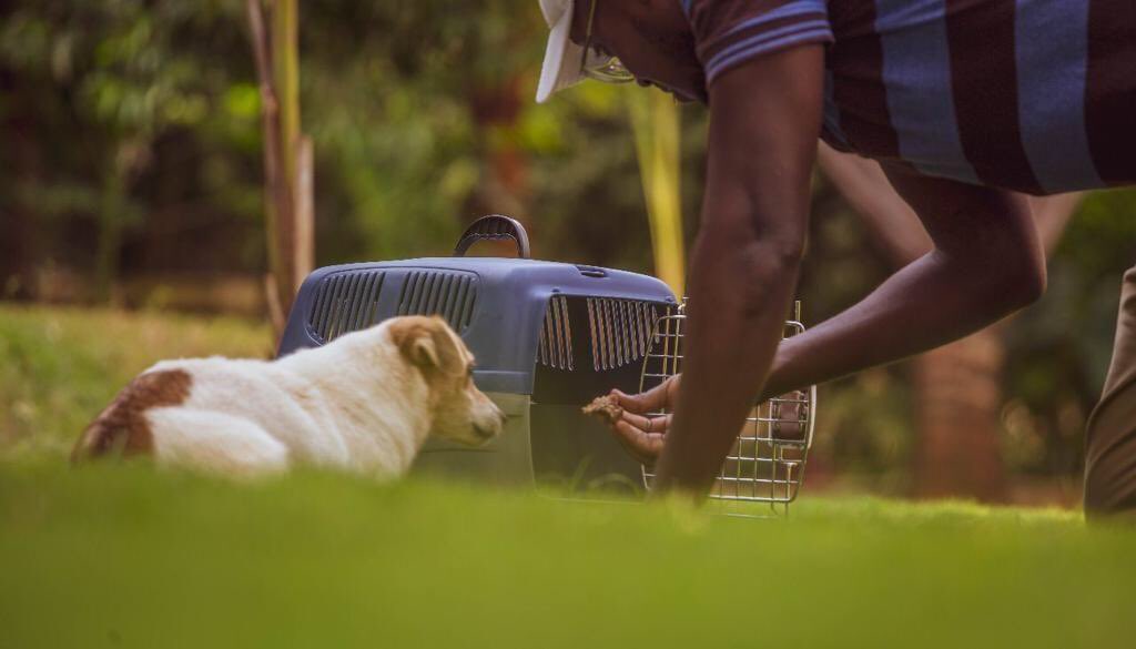 space_move's tweet image. Moving with pets can be complicated. We ensure a smooth move for you &amp;amp; your pets safely &amp;amp; comfortably.
#spacemovekenya your partner of choice for pet transportation. 🏡🚚 
0701228538 📲 
#petrelocationservices #petrelocationkenya #movesmadeeasy #moverskenya #Wanjiku #AstonVilla