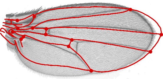 Chlefelihuegu's tweet image. Online course in #morphometrics from Manchester, 9 November – 18 December 2020.
For further information, see
morphometrics.uk/MorphoCourse/i…
Registration deadline: 28 October.
@GMM_field 
@PhysAnth