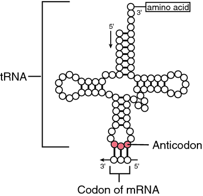 Clinical_Bioche's tweet photo. An #anticodon is a trinucleotide sequence complementary to that of a corresponding codon in a messenger #RNA (mRNA) sequence. An anticodon is found at one end of a transfer RNA (tRNA) #molecule. https://t.co/BThj6DeGpV https://t.co/ZH8ruQXW2R