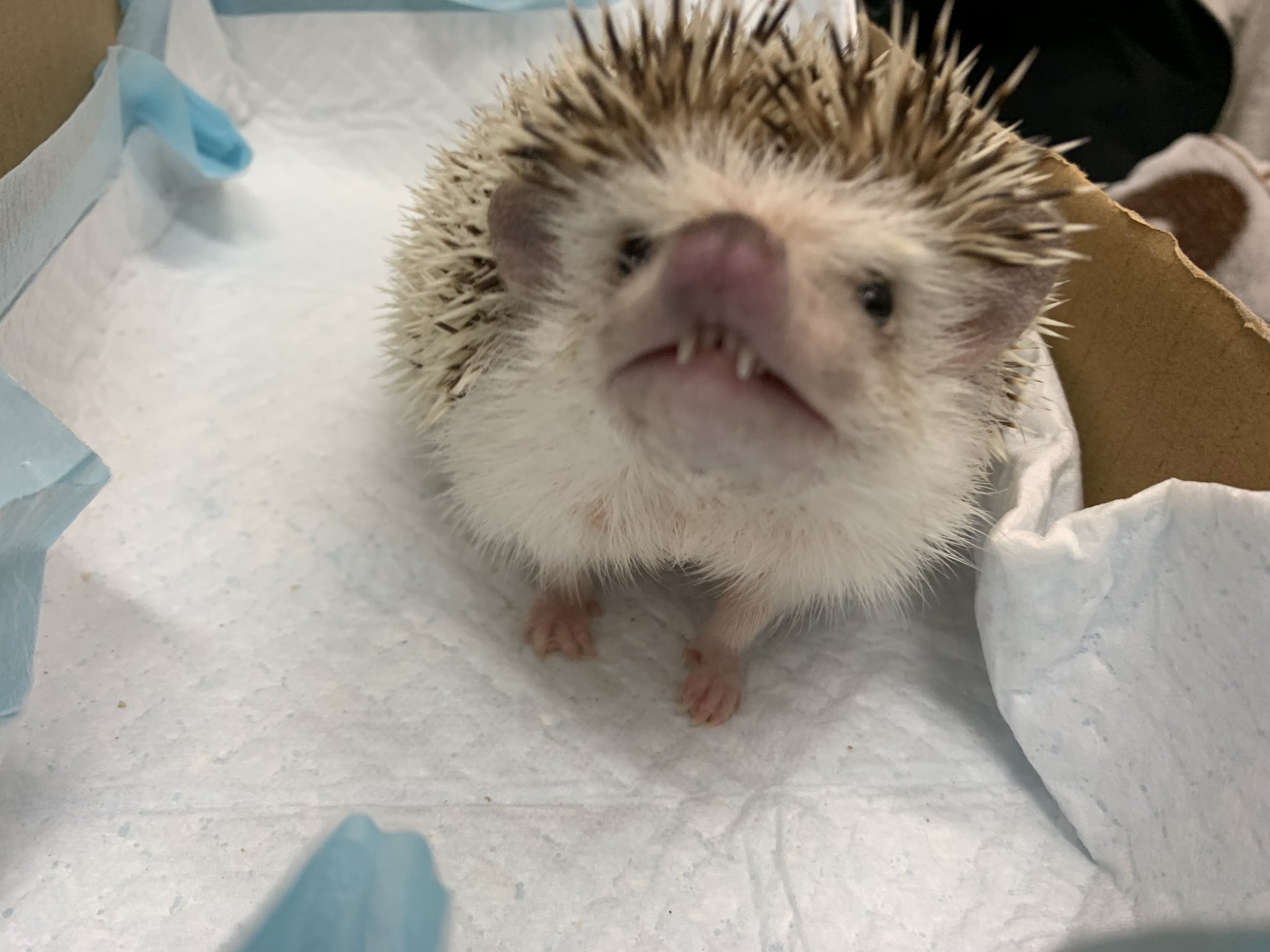 コスモス動物病院 先日子宮がんの手術をしたおはぎちゃんです 子宮と卵巣を取る手術は小さな身体では大変でしたでしょうが 今のところ順調に回復されています メスのハリネズミさんを飼育の皆様 2歳を超えると子宮の病気が増えますので 尿の色には要 コスモス動物病院 先日子宮がんの手術をしたおはぎちゃんです 子宮と卵巣を取る手術は小さな身体では大変でしたでしょうが 今のところ順調に回復されています メスのハリネズミさんを飼育の皆様 2歳を超えると子宮の病気が増えますので 尿の色には要