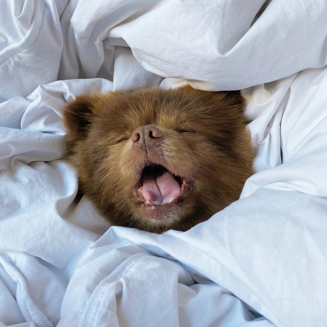 NailHQ's tweet photo. @bertiebertthepom giving us an accurate representation of how we all feel this Monday morning! 🐶💤

#monday #mondaythoughts #mondaymornings https://t.co/HXCBghUaub