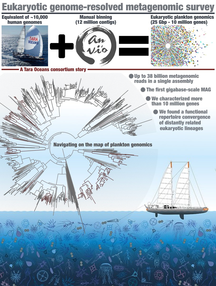 First comprehensive eukaryotic genome-resolved metagenomic survey from polar, temperate, and tropical sunlit oceans using 280 billion metagenomic reads (equivalent of 10,000 human genomes) from Tara Oceans. ~700 eukaryotic MAGs &gt;10 Mbp are now available! biorxiv.org/content/10.110…