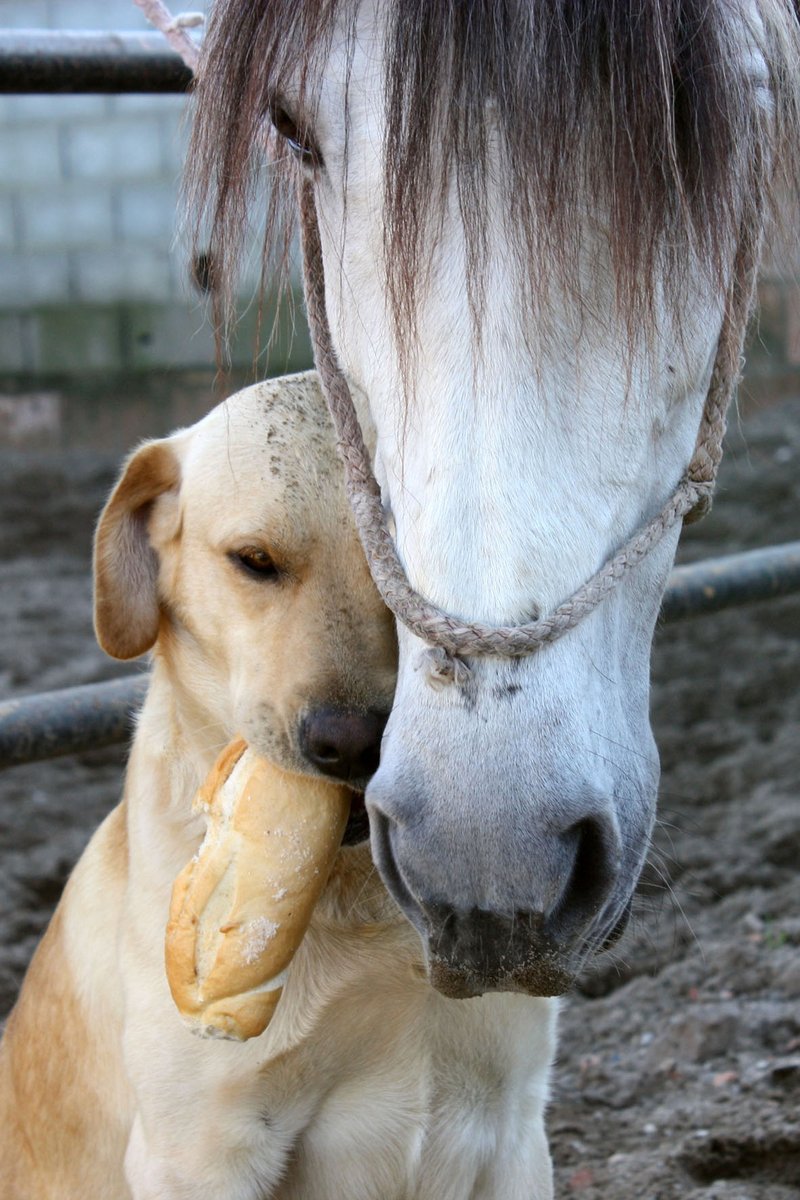 Elmundodelperro tweet media
