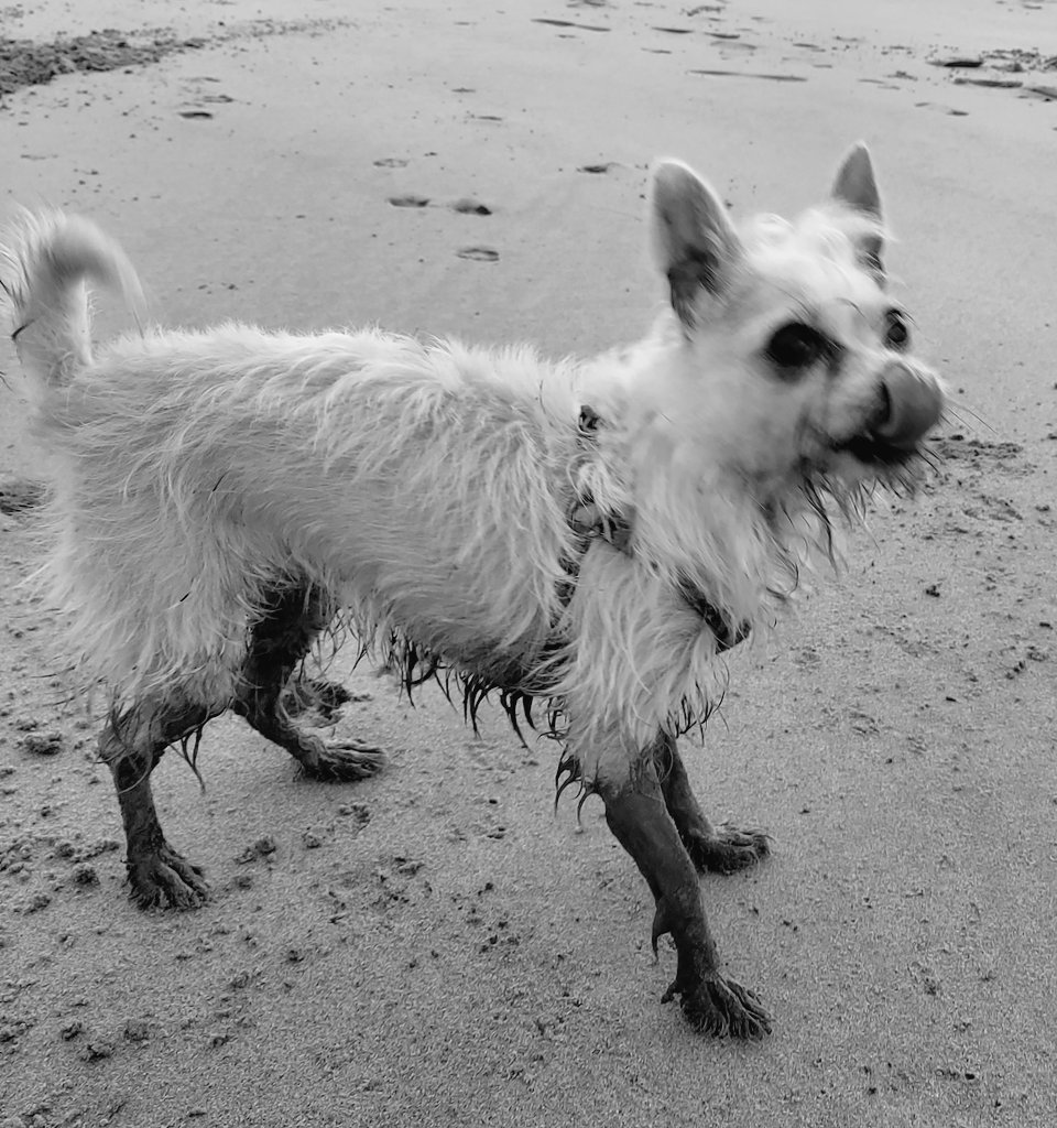 Let's Watch Horror Podcast tweet media