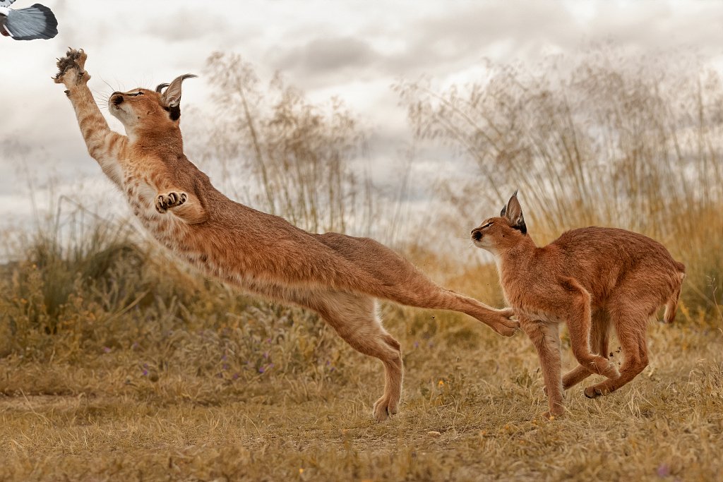 Caracal Hunting Birds
