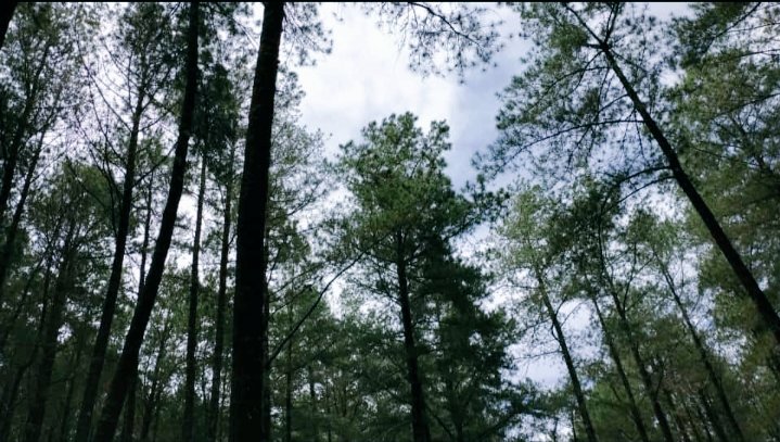 Saharia Lesang (@lesangsaharia) on Twitter photo 