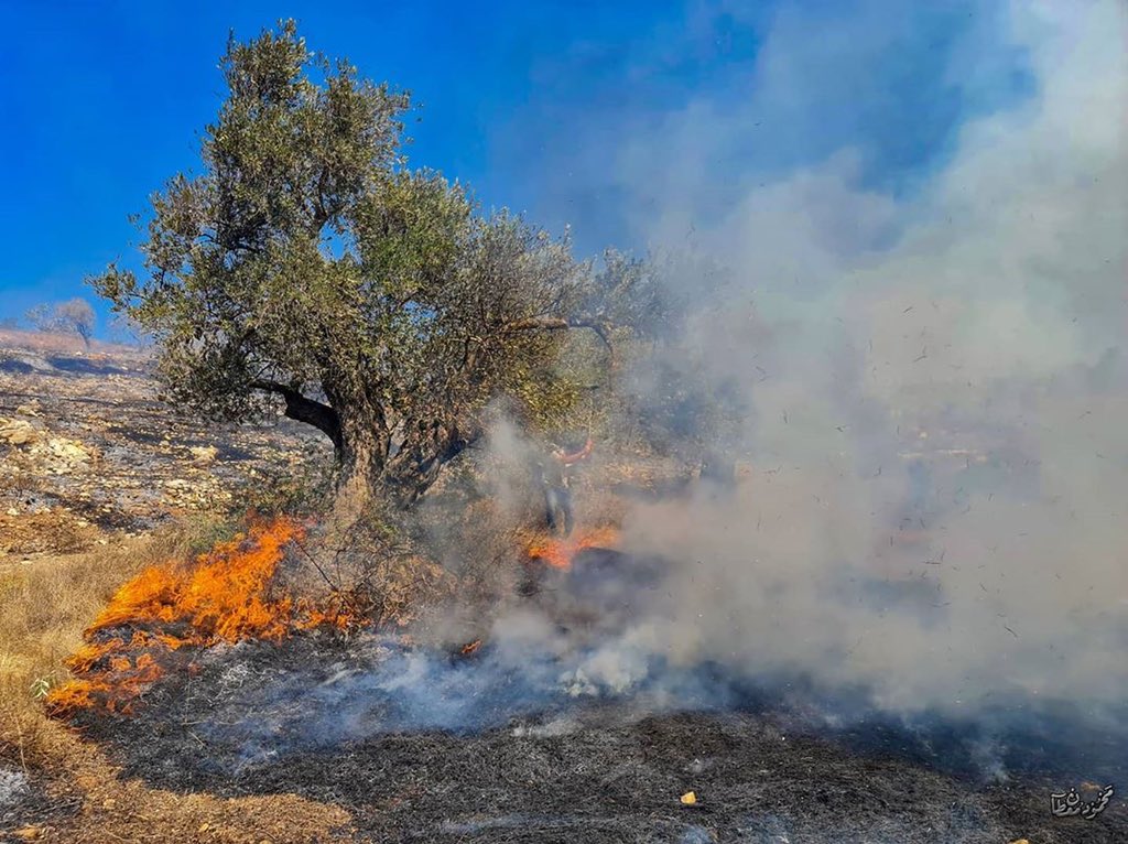 MuhammadSmiry's tweet photo. I just don't understand why Israelis burn olive trees in Palestine!! https://t.co/n05BLAcSma