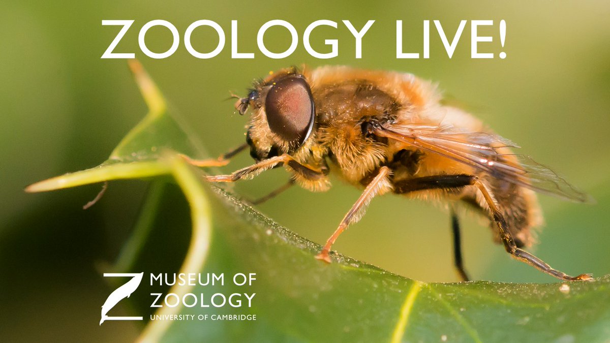 kidsinmuseums's tweet photo. Our Highly Commended Award for Best Film goes to…

@ZoologyMuseum – Zoology Live! Online Festival

A week of interactive film content shared on YouTube. Families valued the focus on nature and local wildlife, as well as the opportunity to speak to experts. #FamilyFriendlyMuseum https://t.co/iJFtZ8AkUJ