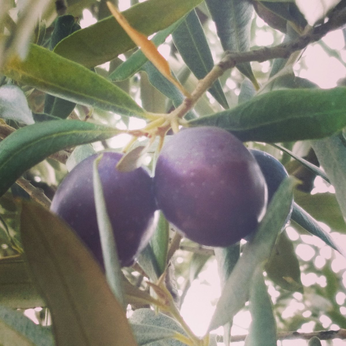 Yeni sezon zeytinyağı için geri sayım başlasın :) #zeytinyağısatışı #zeytin #zeytinağacı #zeytinyağıteneke #zeytinyağcınız #erkenhasat #yenihasat #soğuksıkım #sağlıklıyaşıyoruz #sağlıklıbeslenme #selezeytin #doğalgıda #doğalürünlerpazarı #doğalürünlermarketi #zeytinyağlılar