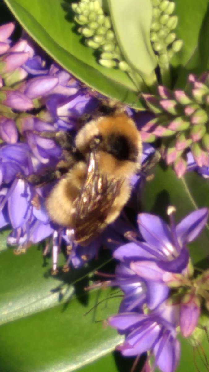 IrelandIn's tweet image. Unusual Bee in garden
