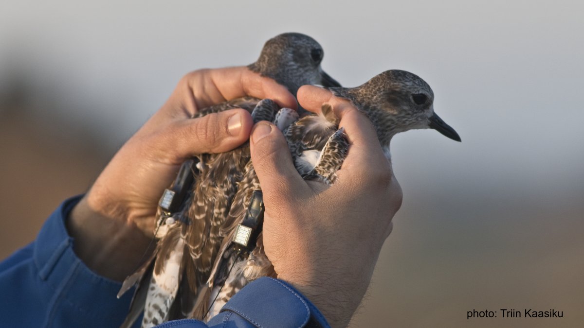 Our new project - WaderTrack - has started!3 sleepless nights in the Tagus estuary and the first batch of  #waders has been tagged!By the end of the wintering period we shall know much more about  #shorebirds habitat use in this internationally important wetland #ornithology