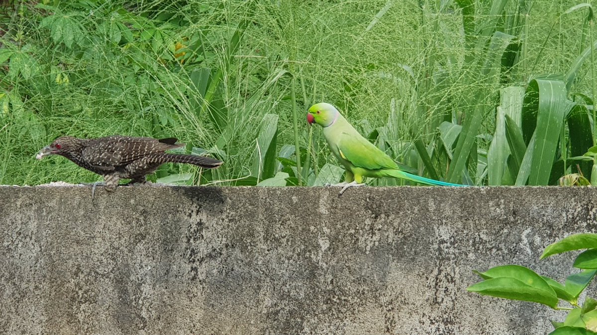 IamDDhark's tweet photo. Parrot to Koha - ඒ අඩෝ තනියම කන්නේ, මටත් දීලා කාපං..
#birds #lka #shotfromnote8 https://t.co/SDpUsl47pm