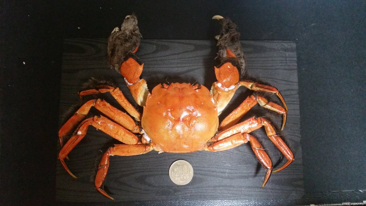 モクズガニの甲殻乾燥標本を作ってみました( ・∇・) 中身は竹串で