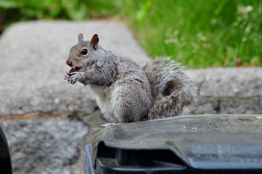 It's going to be a great week for nut gathering! #GoNuts #Squirrels!

Make the most out of every nut and make the most out of every day!

#SquirrelAwarenessMonth #fightlikeasquirrel #SquirrelStrong #SaveGreySquirrelUK