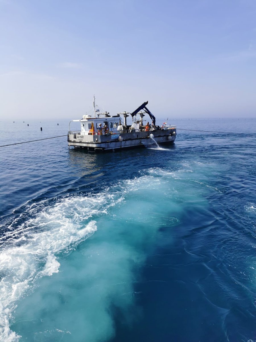 RivieraGeopark's tweet photo. #AroundTheGeopark  @OffshoreShell  is a first-of-its-kind rope-grown mussel farm situated 3-6 miles offshore in Lyme Bay. Its beneficial impacts on the environment fit well with the ethos of the English Riviera Global Geopark. #offshoreshellfish #mussels #sustainable #LymeBay https://t.co/yvDJ2sN3MB