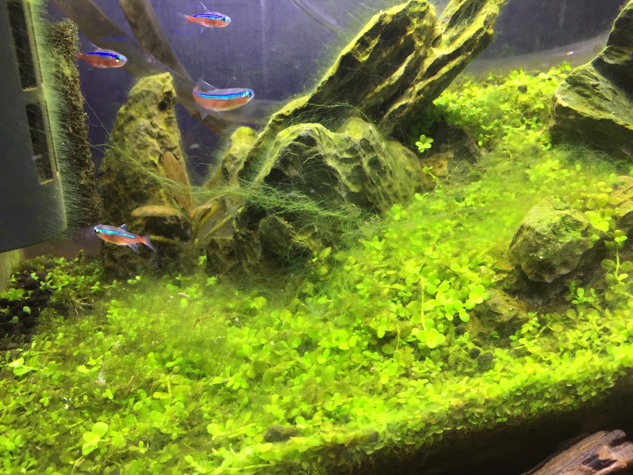 やすc 水草水槽に魚を入れたら一瞬でコケまみれになった ヤマトヌマエッビ増員やな T Co Tjrkfr54xf Twitter