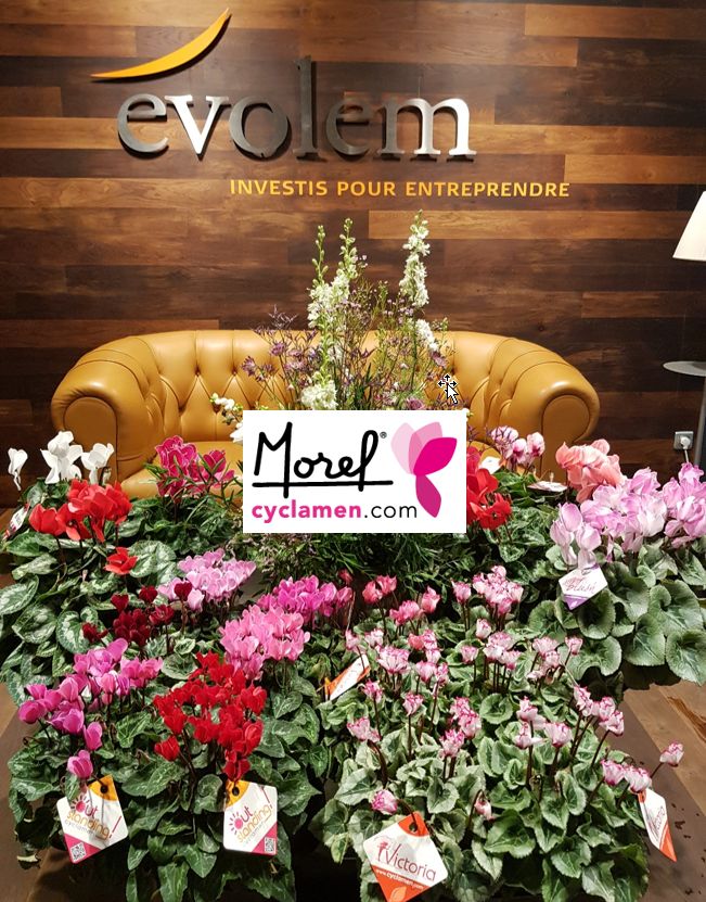 [Plateforme] Pour poursuivre le développement de #MORELDIFFUSION, les actionnaires de l’entreprise horticole ont souhaité s’adosser au family office EVOLEM.
#cyclamen, #Horticulture 
Lire le communiqué de presse du 15/10/2020 : bit.ly/2Hc0CBX