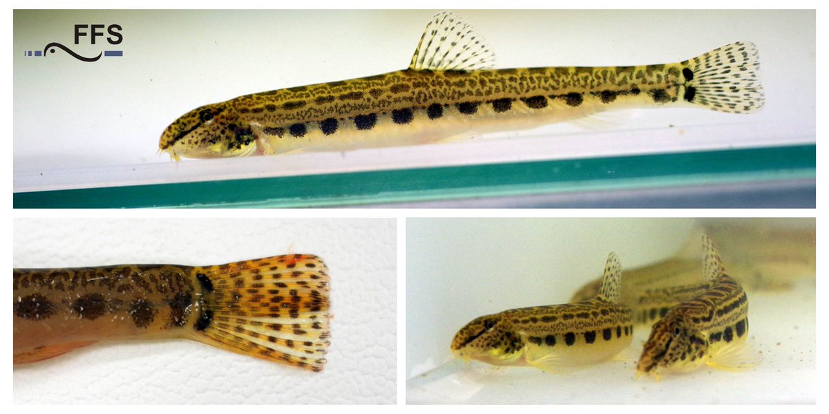 FFS_BW's tweet image. Die FFS hat erstmals den südlichen #Steinbeißer (Cobitis bilineata) im #Oberrhein nachgewiesen. Diese #Fischart kannte man bisher nur aus einigen #Seen der #Schweiz und südlich der #Alpen.
#Gewässer #Biodiversität 

Hier geht es zur Pressemitteilung
lazbw.landwirtschaft-bw.de/pb/site/pbs-bw…