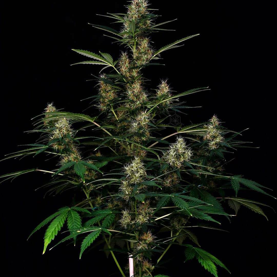 spliffseeds's tweet photo. Spliff Dutch Automatic starting to pack on the weight ๐๏ธ
๐ธ:@wildeweed
๐ท:#dutchautomatic
โฝ:@greenbuzzliquids
๐จโ๐พ:#spliffseeds
๐:https://t.co/qPsJ1eGvWi https://t.co/EGzFyYWcLR