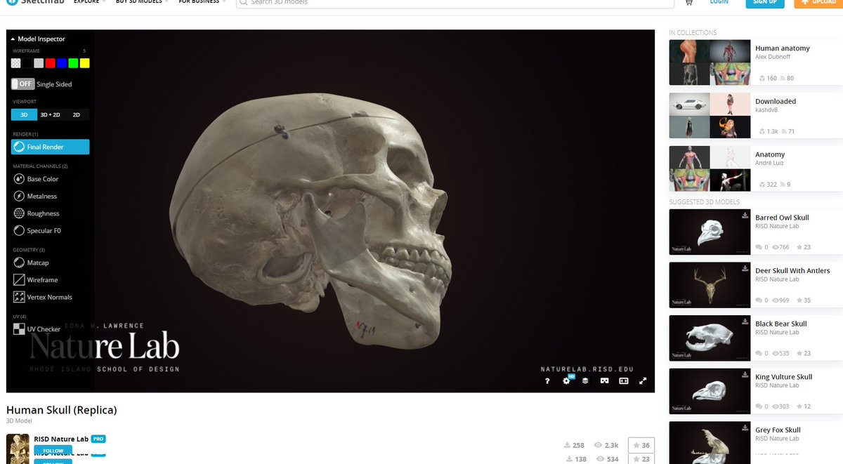 old_catatonic's tweet photo. I'm drawing so many skulls because of my new webcomic and today I found these skull models at Sketchfab... Finally I have the best refs to draw the skulls from super weird angles... makes life so much easier 😭😭😭

https://t.co/cmmPwpaRBA https://t.co/PZZPDkePad
