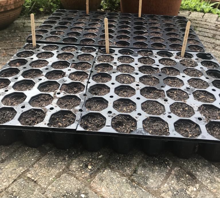 Wie geeft onze oude Big Bags en opkweekbakjes een tweede leven?

Wij zijn opzoek naar bedrijven/scholen/consumentendie van onze oude Big Bags en opkweekbakjes iets moois kunnen maken.

Heeft u een idee voor een tweede leven? Neem dan contact op met Sem via sem@solarsedum.nl!