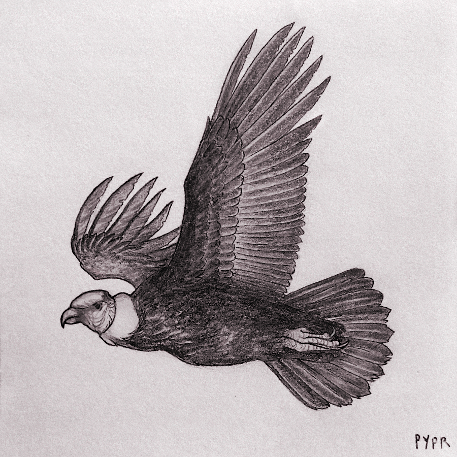 pyprart's tweet photo. Wild October challenge, 19. "Enormous". Today on the other side of the scale, the Andean condor, the largest flying bird in the world by combined measurement of wingspan and weight. Based on John Stager's photo.

#wildoctober #wildoctoberart #inktober #inkdrawing #inkart https://t.co/1XSisBkoao