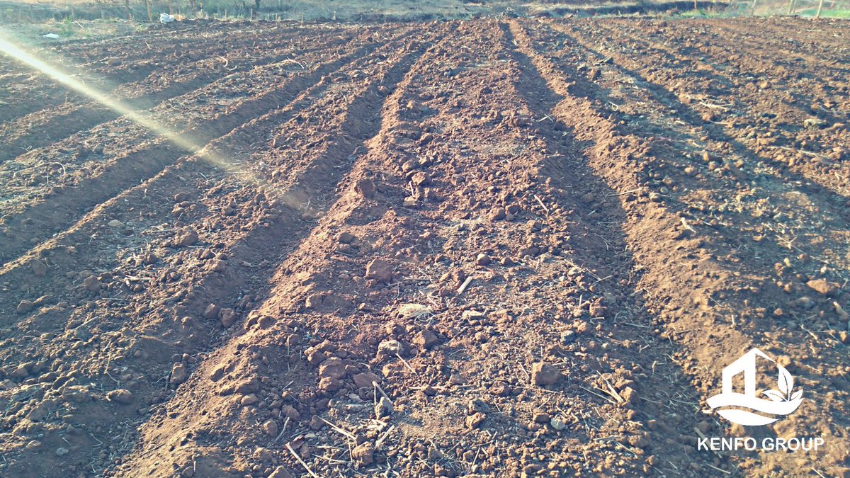 KenfoGroup's tweet photo. The 7 days Project

✔��Land preparations
-bed formation

Location : @Embu, Makima Area

Crop : Onions 3 acres

#foodsecurity #agriculture @KenfoGroup https://t.co/ylh1a9NFmt
