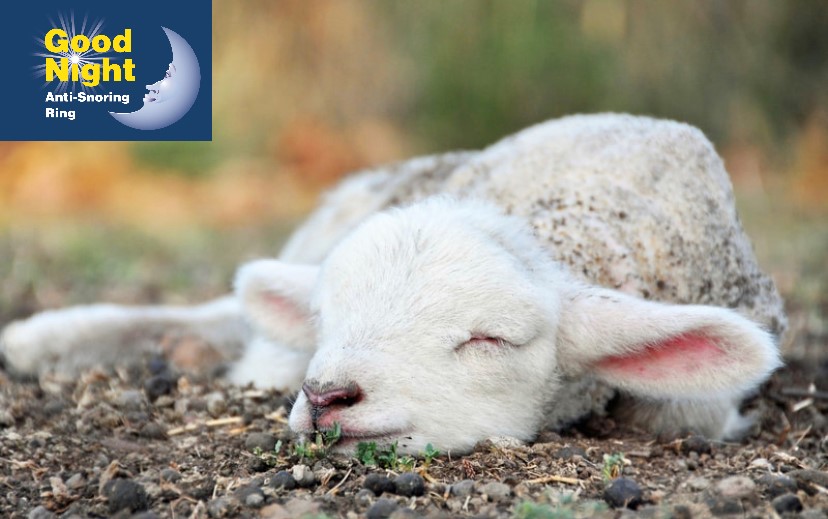 Humans aren’t the only mammals who snore - sheep, dogs, cows, cats and even guinea pigs do as well! Luckily for us noisy humans, we have the Good Night Anti-Snoring Ring to save us from noisy sleepers! 

#sleep #snoring #animals #antisnoringring