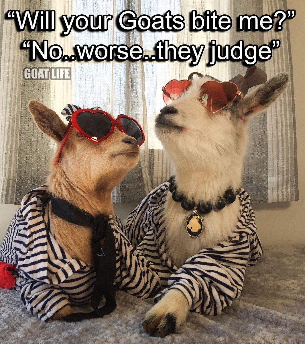 GoatLife15's tweet photo. “Will your Goats Bite me?” 
“No worse, they judge” #MondayMotivaton #mondaythoughts #memesdaily #Memes #judge #bite #inktober2020 https://t.co/CT5RPeaVeF