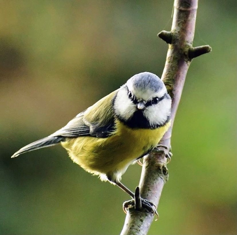 Did you know that some 98% of British gardens report blue tits in the autumn/winter? 🐦 With this in mind, you might want to stock up on peanuts! View our 100% natural, Aflatoxin tested range here - birdies.co.uk/product-catego… 🔵 📸 by jaynekirkby07 IG #BirdiesBoost 🍂