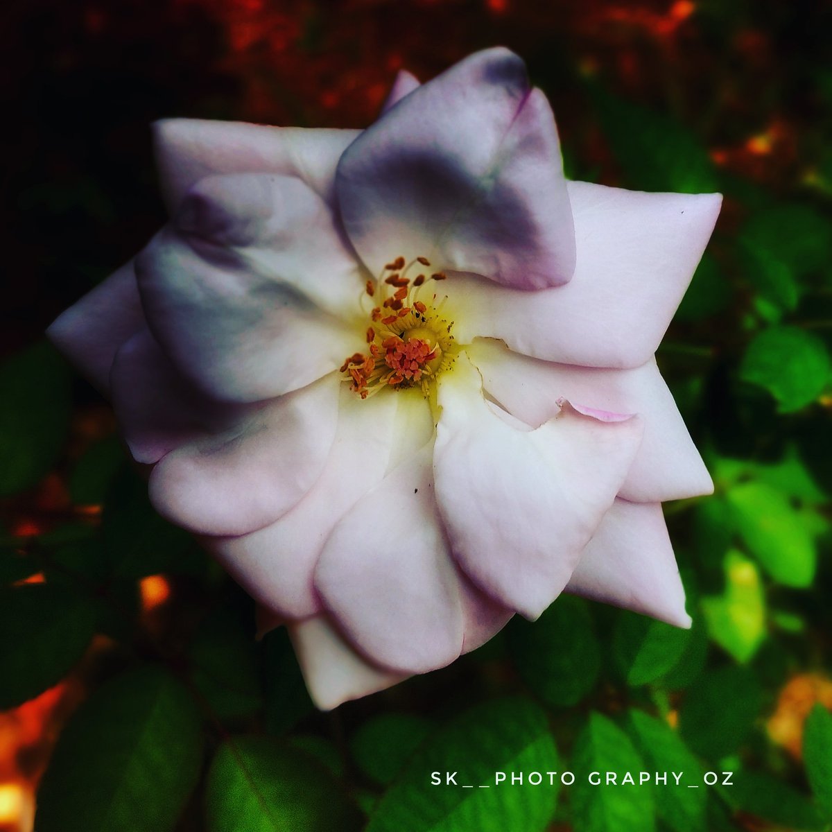 #instalikesandfollowers4u #fff #lfl #tbt @rocket_hastags #naturephotography #naturephoto #love #sky #instalike #followme #followforfollow #follow4follow #moon #like4like #photooftheday #amazing #f4f #photography #l4l #landscape #likeforlike #nature #nature #instagood #instadaily https://t.co/rIx03P44uL