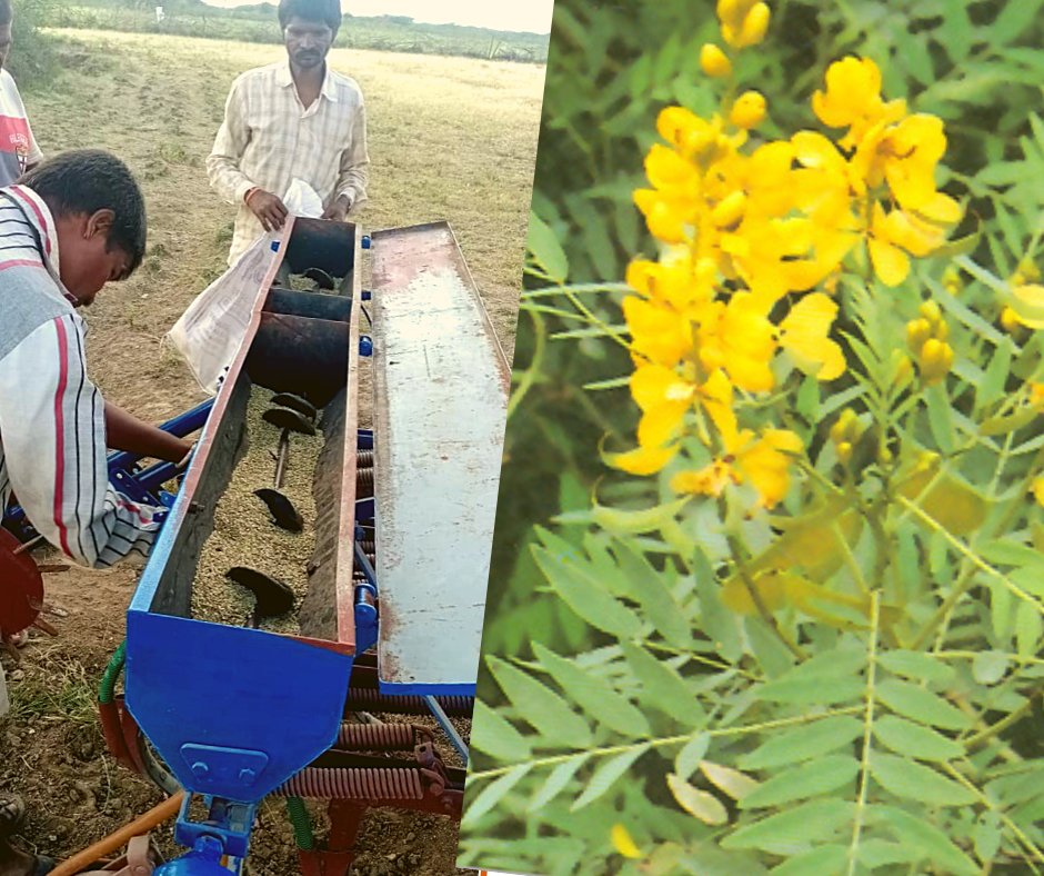 ASK_Newsfeed's tweet photo. Through our efforts #Hennafarmers of Leaves of India Project #Sojat #Rajasthan are cultivating #Cassia (Sonamukhi/Senna)seeds in their wastelands.Cultivating in the wasteland not only contributes towards an additional income for farmers but also towards #NaturalResourceManagement https://t.co/yq2Dfy6uOu