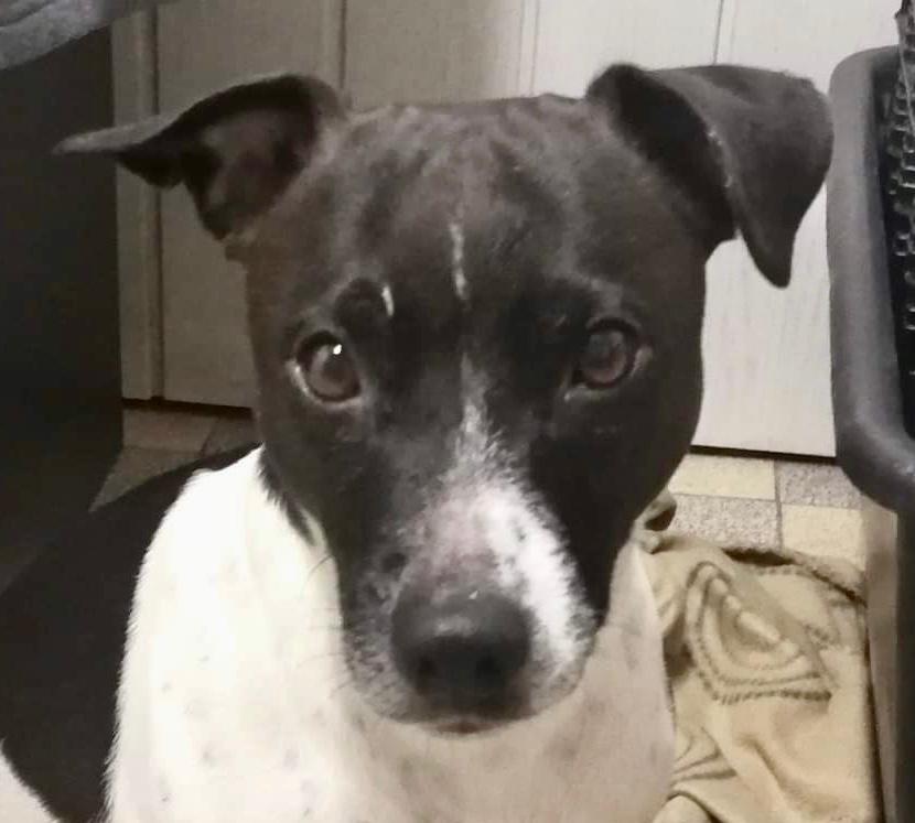 tribut35's tweet image. #Patterdale