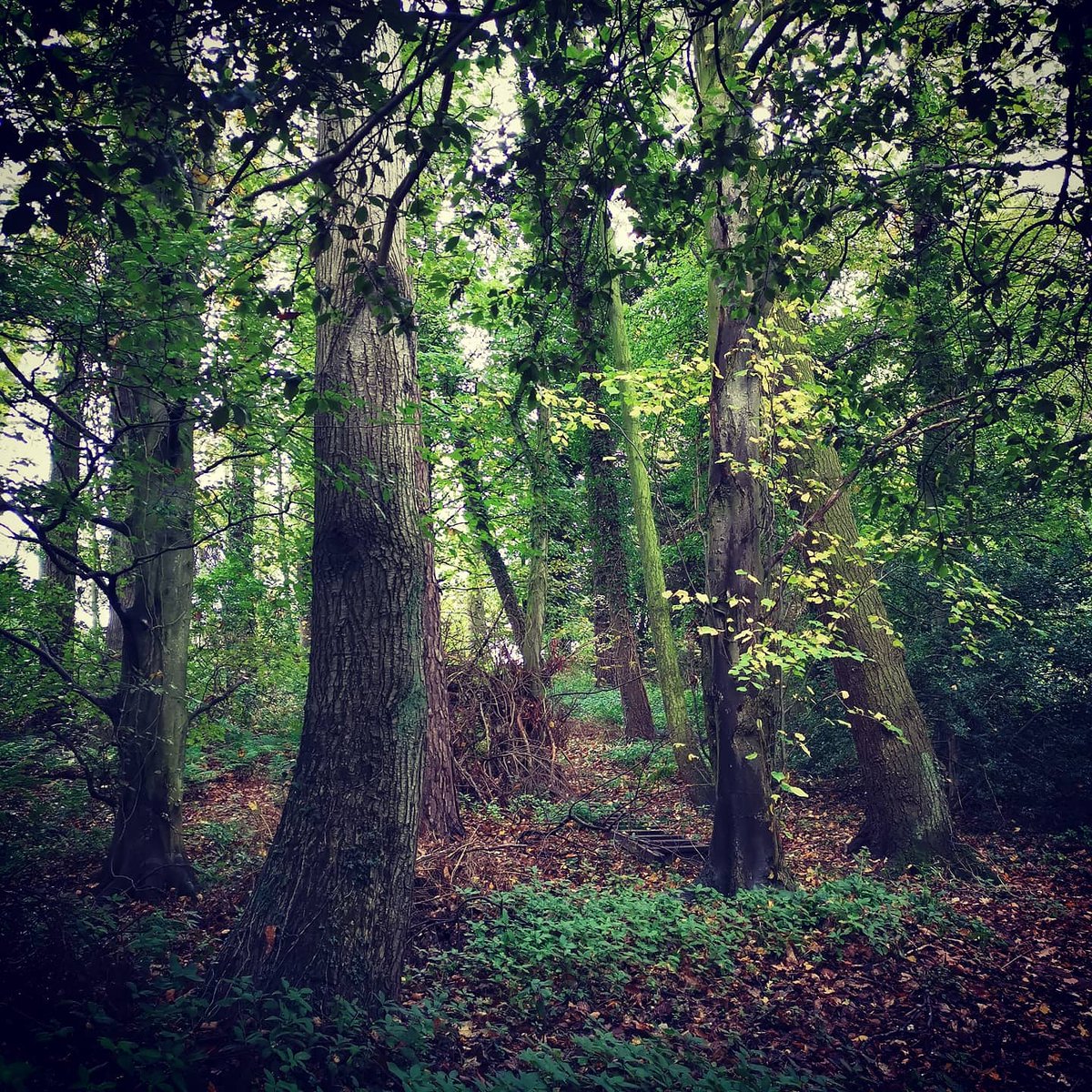 So many lovely woodland walks at this time of year, love the enclosure and comfort of trees as the seasons turn #woodlands #trees #autumn #getoutside #freshair #stretchthoselegs #Northumberland #gardendesign #plantingdesign #gardendesigner