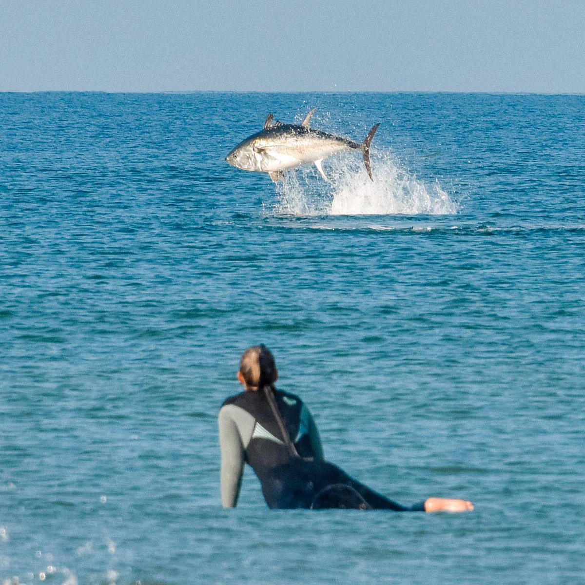 Now that's a big fish! Tuna spotted at Watergate Bay in Newquay, Cornwall. The bluefin tuna fish hasn't been seen in these waters for a long time so a big welcome back friend! 
📸: Megan Hemsworth for <a href="/surfsistas/">Surf Sistas</a>