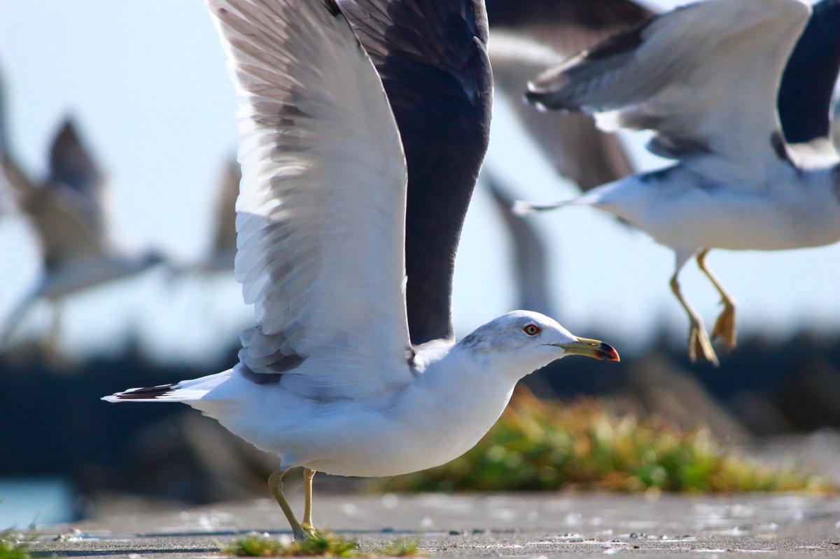 Sash Veterinary Student ウミネコ 英語で Black Tailed Gull 黒い尾のカモメ ちなみに Gull にはカモメの他に だまされやすい人 という意味もあるみたい カモ Duck じゃないんだ カメラ初心者 写真 ウミネコ