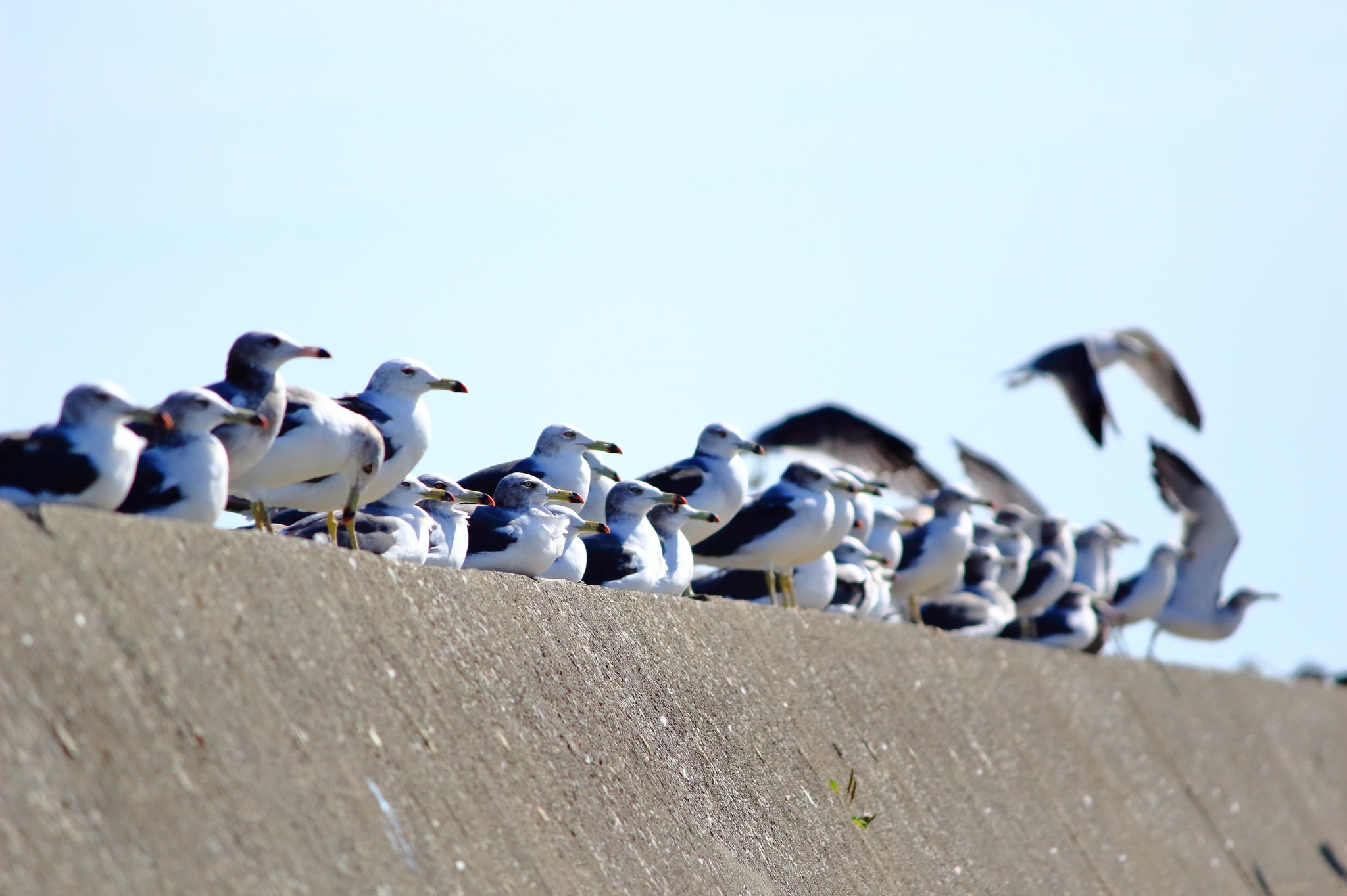 Sash Veterinary Student ウミネコ 英語で Black Tailed Gull 黒い尾のカモメ ちなみに Gull にはカモメの他に だまされやすい人 という意味もあるみたい カモ Duck じゃないんだ カメラ初心者 写真 ウミネコ T Co Aodmhhrmg7 Twitter