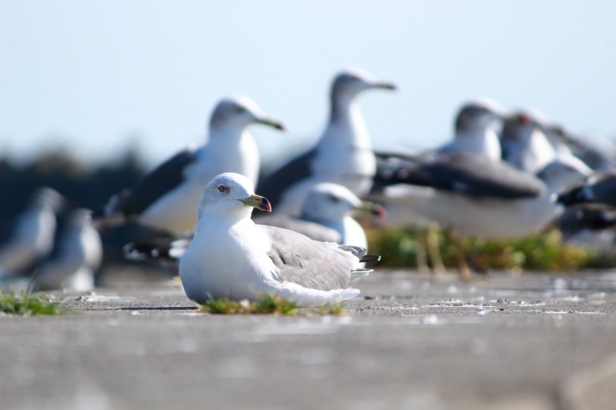 Sash Veterinary Student ウミネコ 英語で Black Tailed Gull 黒い尾のカモメ ちなみに Gull にはカモメの他に だまされやすい人 という意味もあるみたい カモ Duck じゃないんだ カメラ初心者 写真 ウミネコ T Co Aodmhhrmg7 Twitter